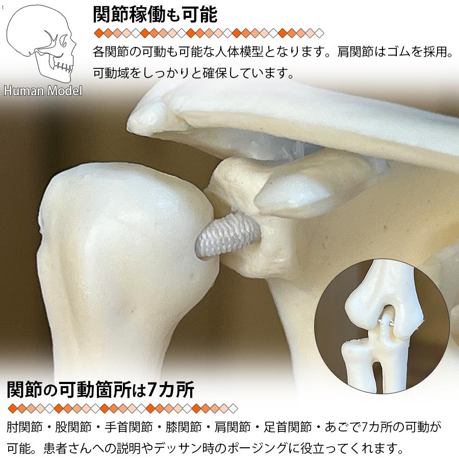 人体模型 人体骨格模型 骨格標本 45cm 1/4 モデル ホワイト 台座 可動