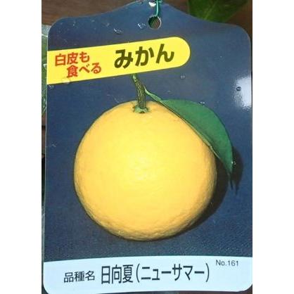 日向夏（ニューサマーオレンジ）：果樹苗 柑橘苗 苗木 接木 苗 みかん