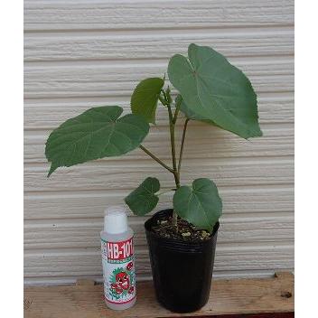 オオハマボウ（ユウナ） 苗 苗木 : 日本花卉ガーデンセンターYahoo!店