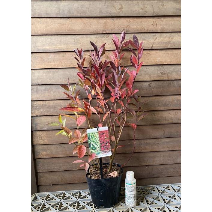 コバノズイナ リトルヘンリー 5号ポット植え 苗 苗木 : 日本花卉