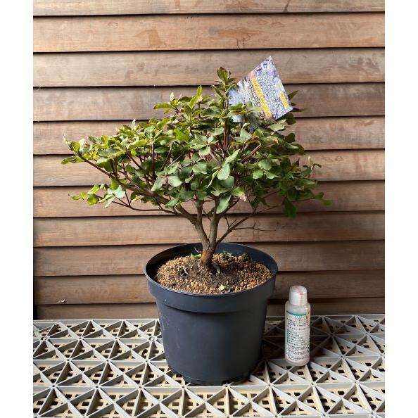 シロヤシオツツジ（白八汐ツツジ） （7寸鉢植え） : 日本花卉ガーデン