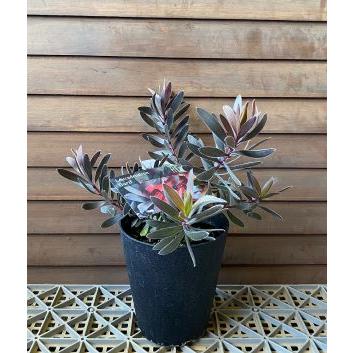 リュウカデンドロン デュリフ（鉢植え）リューカデンドロン : 日本花卉