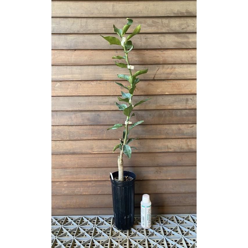 ヤマトタチバナ （大和橘） ：果樹苗 日本橘 倭橘 柑橘苗 苗木 接木 苗