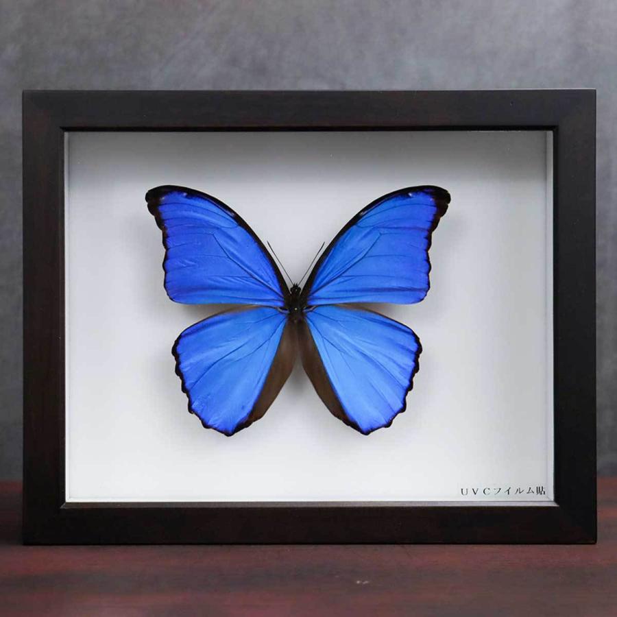 昆虫標本箱（ドイツ箱）昭和55年からの実績 ドイツ箱モルフォ蝶1頭入れ