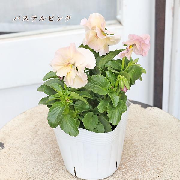 花苗 八重咲きパンジー ルナドゥーブル 3.5号 パステル おしゃれ