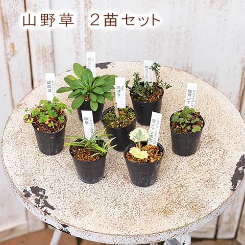 草花苗 山野草 1号 2苗セット 盆栽 ミニ 育てやすい 寄せ植え 和風