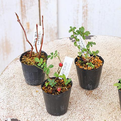 草花苗 山野草 1号 2苗セット 盆栽 ミニ 育てやすい 寄せ植え 和風