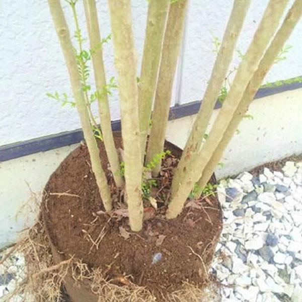 シマトネリコ 株立ち 樹高1.8〜2.0m前後(根鉢含まず) 単品 : 相馬