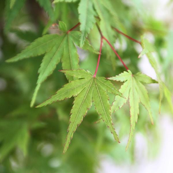 イロハモミジ 株立ち 樹高1.5〜1.8m前後(根鉢含まず) 単品 : 相馬