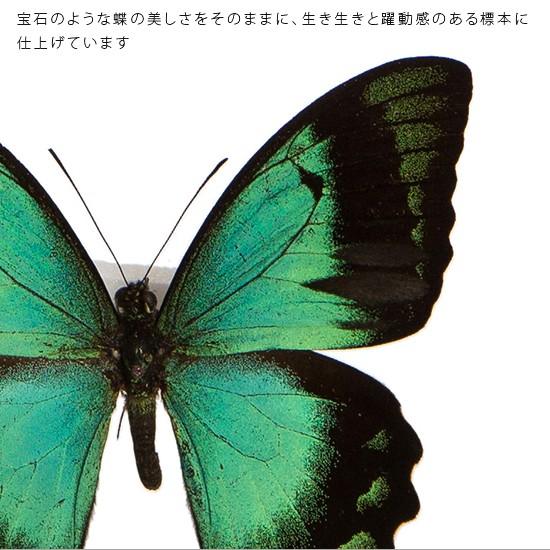 昆虫標本 蝶の標本 ヘリボシアオネアゲハ メタリック調ライトフレーム