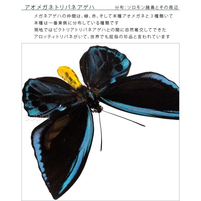 昆虫標本 蝶の標本 アオメガネアゲハ メタリック調ライトフレーム