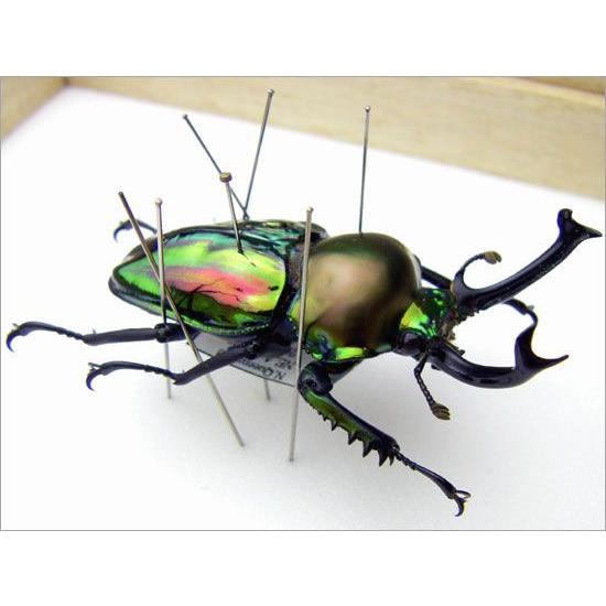 昆虫標本 ニジイロクワガタ 桐箱 : ソプラノYahoo!店 - 通販 - Yahoo
