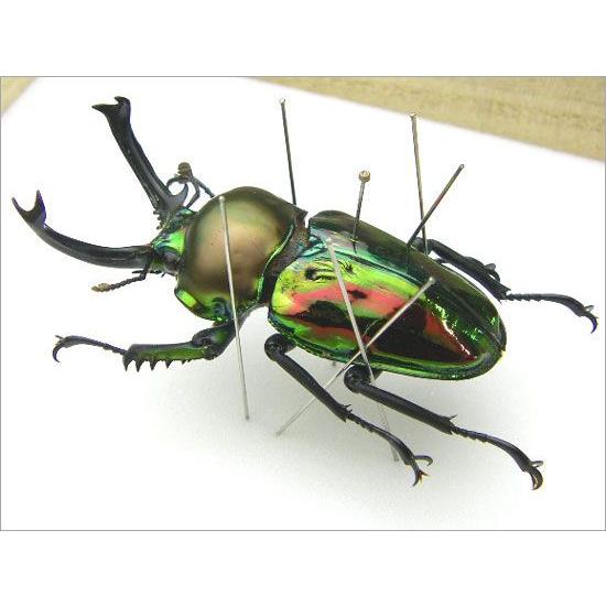 昆虫標本 ニジイロクワガタ 桐箱 : ソプラノYahoo!店 - 通販 - Yahoo