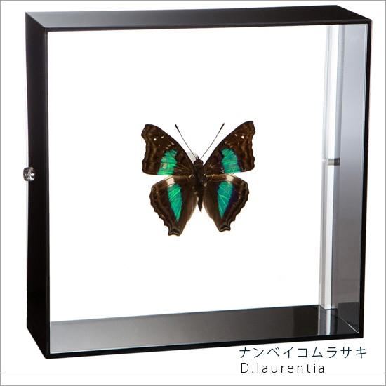 昆虫標本 蝶の標本 ナンベイコムラサキ アクリルフレーム 黒