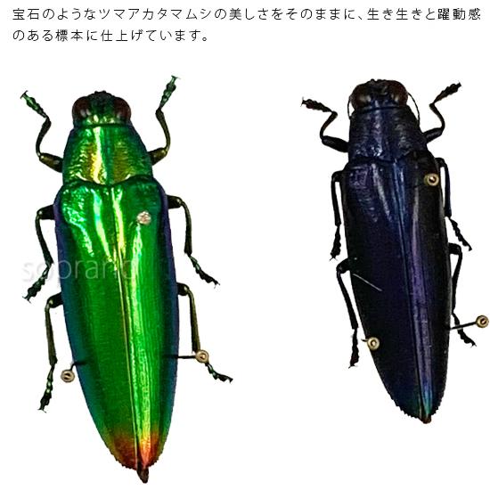 昆虫標本 ツマアカタマムシ 2匹 メタリック調ライトフレーム