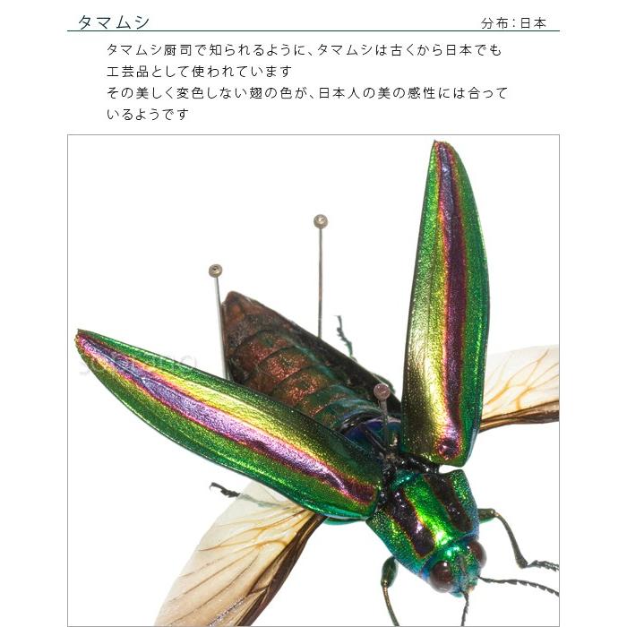 昆虫標本 タマムシ展翅 メタリック調ライトフレーム : ソプラノYahoo