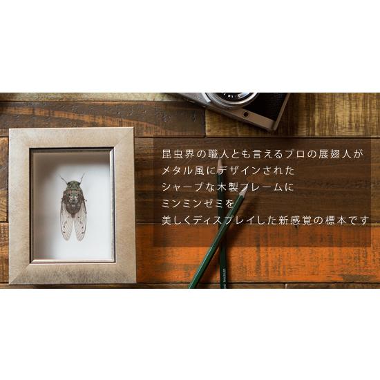 昆虫標本 ミンミンゼミ メタリック調ライトフレーム : ソプラノYahoo