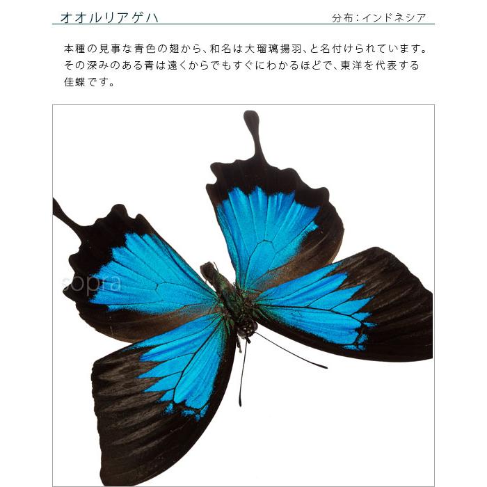 昆虫標本 蝶の標本 オオルリアゲハ アクリルフレーム 黒 : ソプラノ
