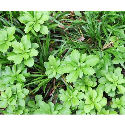 フッキソウ 富貴草 苗 10個 セット 3号 9cmポット 常緑 多年草 下草