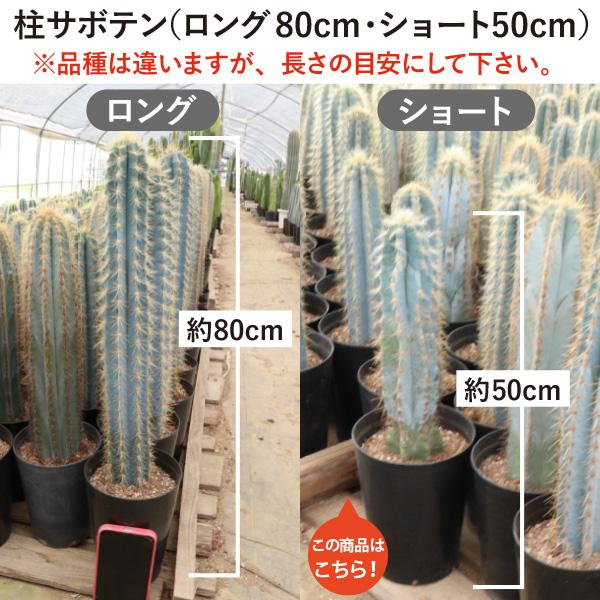 農場直送！］柱サボテン 吹雪柱 クレイストカクタス ショートタイプ