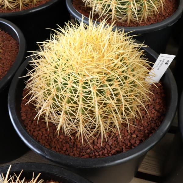 キンシャチ 金シャチ 金鯱 サボテン 12号鉢 樹齢約20年 プラ鉢 室内