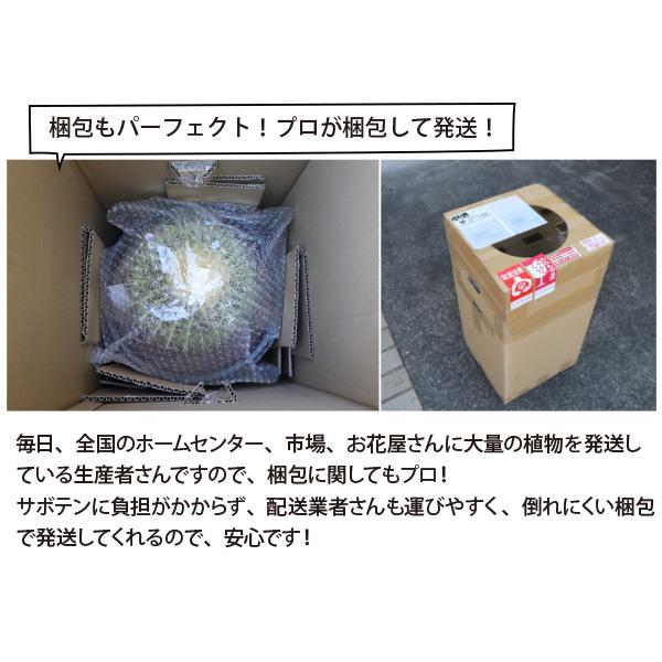 農場直送］キンシャチ 金シャチ 金鯱 サボテン 8号鉢2個セット 樹齢約