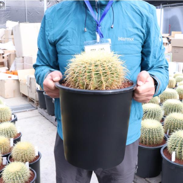 農場直送］キンシャチ 金シャチ 金鯱 サボテン 8号鉢2個セット 樹齢約