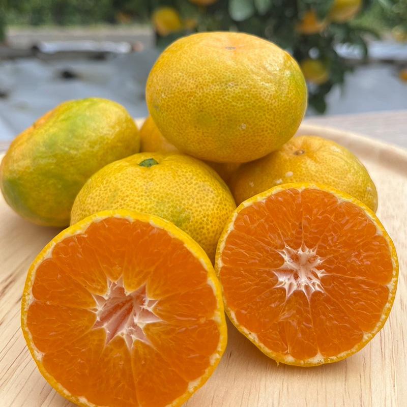 温州みかん箱込5kg 中尾農園 : SAGAマルシェYahoo!ショップ - 通販