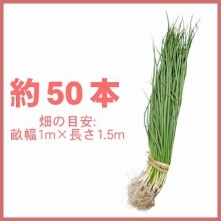 春植え 玉ねぎ苗 予約 晩生品種 タマネギ苗 約50本 : 菜園くらぶ Yahoo