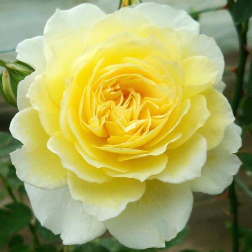 バラ苗 (予約販売) カジノ 2年大株苗 4号鉢 : 菜園くらぶ Yahoo!店