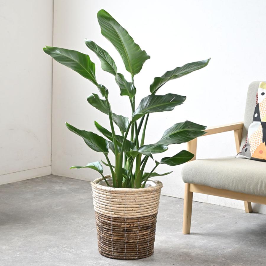 観葉植物 本物 ストレリチア オーガスタ 8号鉢 選べる鉢カバー付