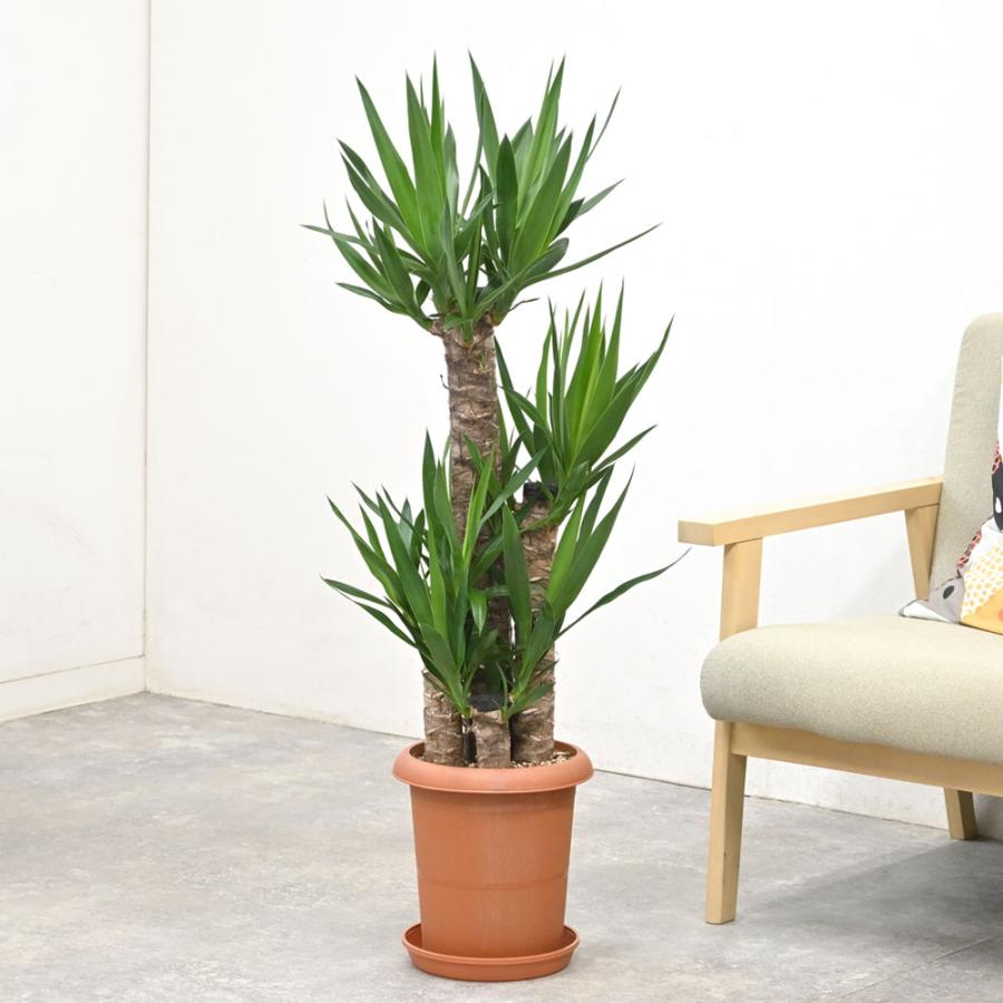 観葉植物 本物 ユッカ・エレファンティペス 8号鉢 寒さに強い 青年の木