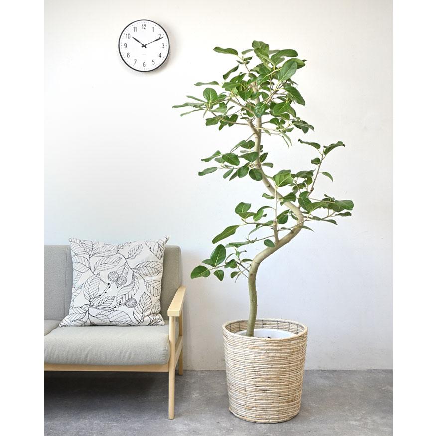 観葉植物 本物 フィカス・ベンガレンシス 10号鉢 ベンガルボダイジュ
