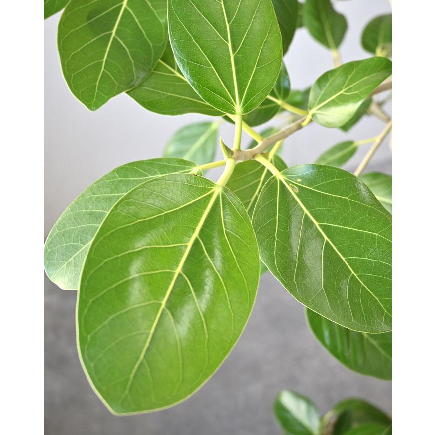 観葉植物 本物 フィカス・ベンガレンシス 10号鉢 ベンガルボダイジュ