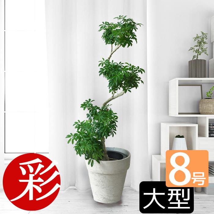 観葉植物 本物 シェフレラコンパクター 曲がり樹形 8号鉢 曲がり木