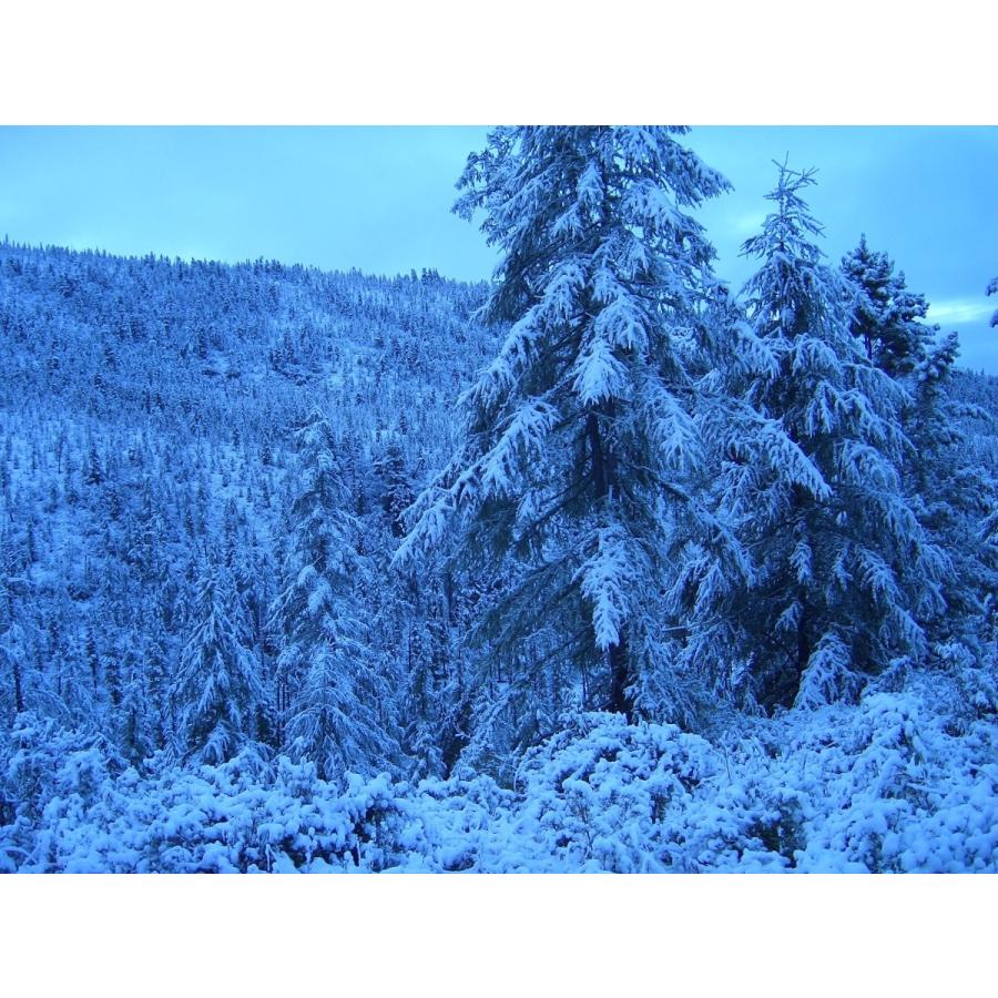 シベリアカラマツエキスEX( ジヒドロケルセチン/タキシフォリン含有