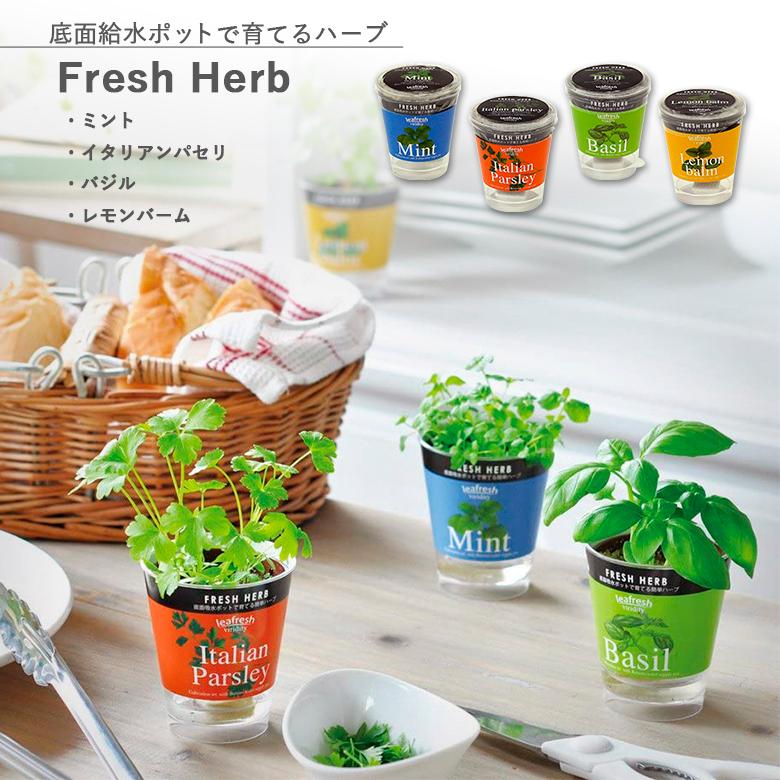 栽培セット 栽培キット 家庭菜園 GD-363 フレッシュハーブ 4種類から