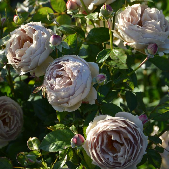 送料無料 ルクソール6号鉢大苗予約 鉢植え バラ 薔薇 ロサ オリエン