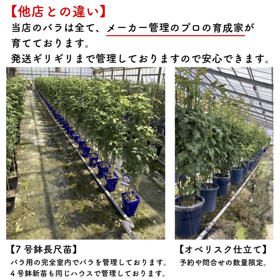 送料無料 ポルト ブルー6号鉢大苗予約 鉢植え バラ 薔薇 ロサ オリエン