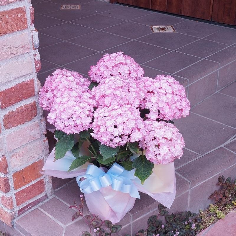 母の日 ひな祭り(ルナ) 花鉢 アジサイ 鉢植え あじさい 2026年 希少