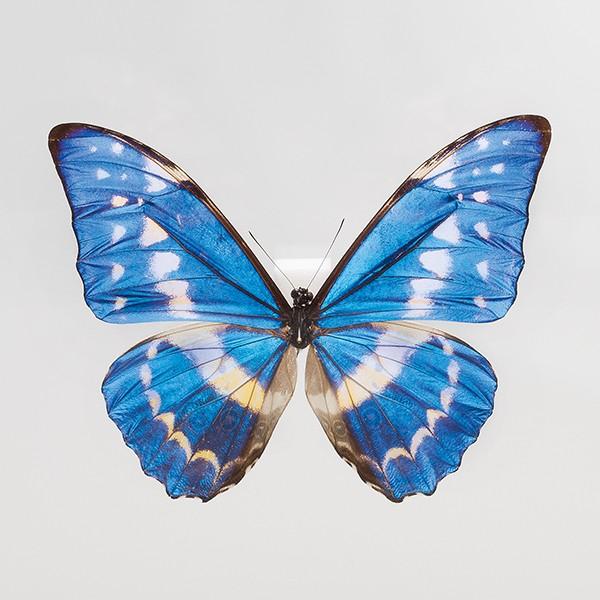 KY-1010 キプリスモルフォ 昆虫標本 : 三宝堂Yahoo!店 - 通販 - Yahoo