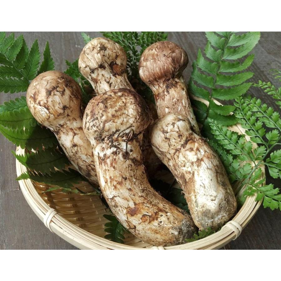 松茸 200g 極上品 つぼみ 中開き 国産 マツタケ 岐阜県産 : さるぼぼ