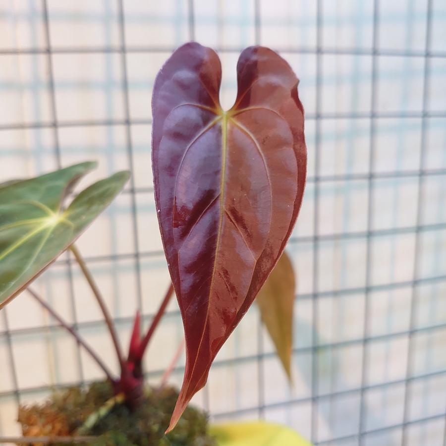 アンスリウム パピリラミナム Anthurium Papillilaminum : サイエンス