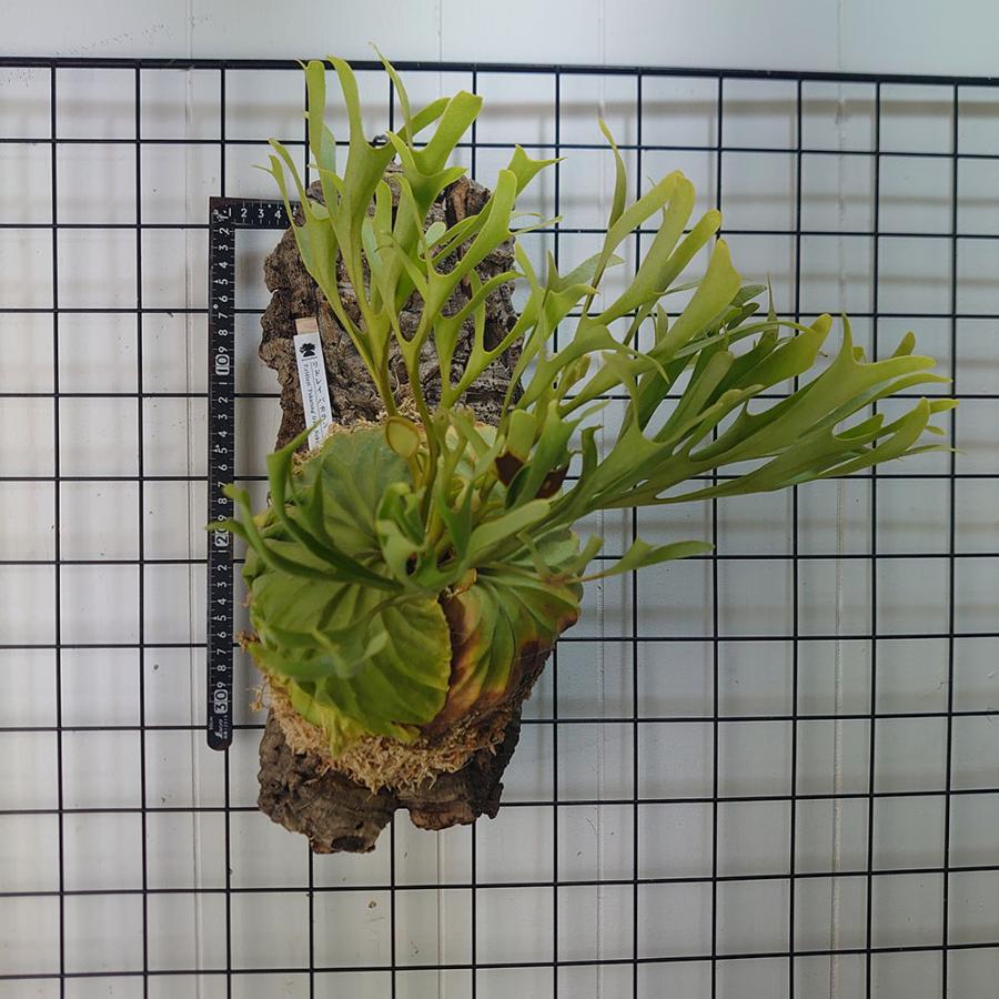 最高峰リドレイ】リドレイ パカラン P.ridleyi Pakarung 輸入株 一点物