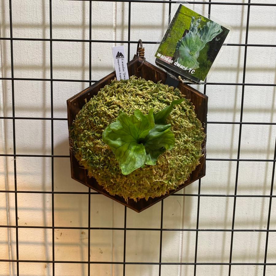 ワンダエ ドワーフ アンド カーリング 4 P.wandae 'Dwarf & Curling