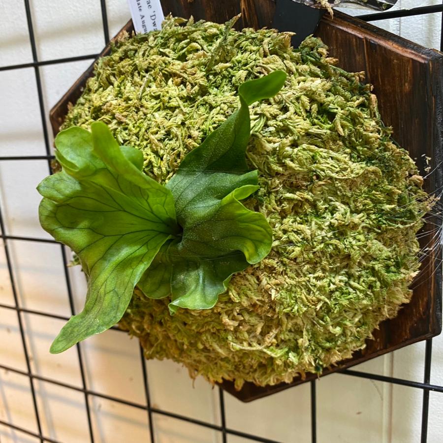 ワンダエ ドワーフ アンド カーリング 4 P.wandae 'Dwarf & Curling