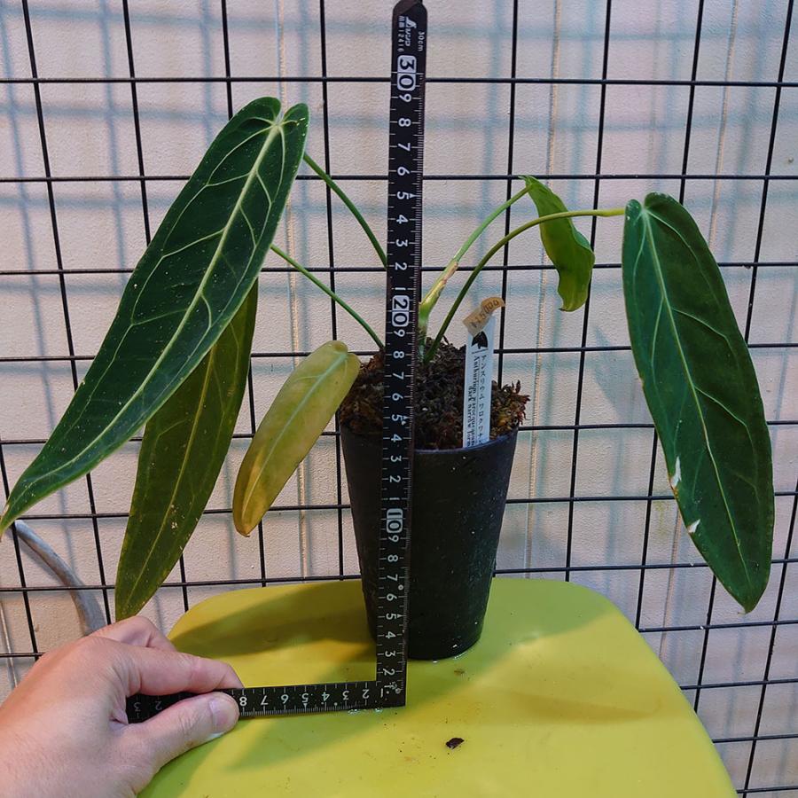 アンスリウム ワロクアナム “ダークナロー” Anthurium Warocqueanum