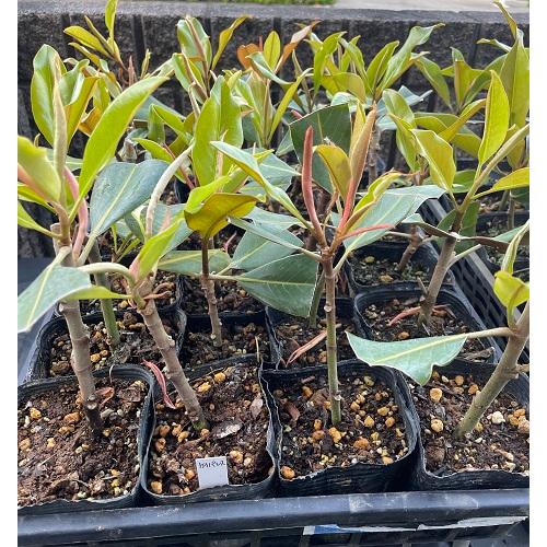 タイサンボク ケイパレス 苗木 3.5号ポット 挿し木苗 : エスフルール