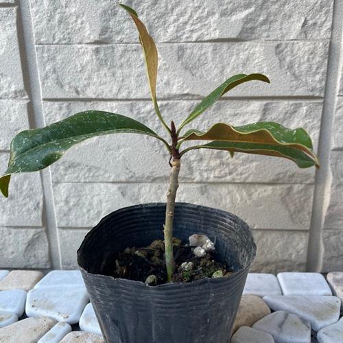 タイサンボク ケイパレス 苗木 3.5号ポット 挿し木苗 : エスフルール