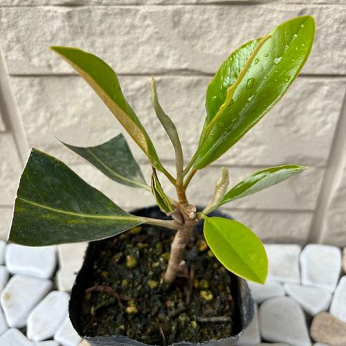 タイサンボク リトルジェム 3.5号ポット 挿し木苗 苗木 : エスフルール